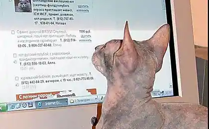 Спешл фо Армати)))