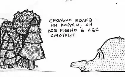 Сколько волка ни корми