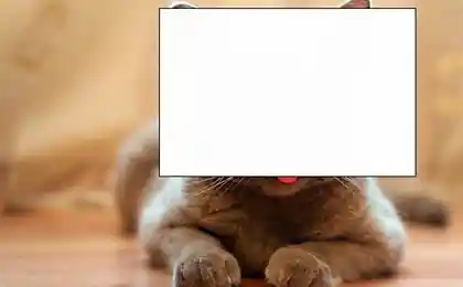 Котенок-даун (4 фотографии)