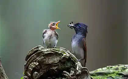 Мамочка