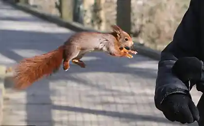 Кишеньковий напад