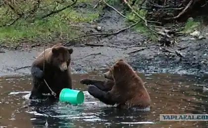 Мудведи на рыбалке