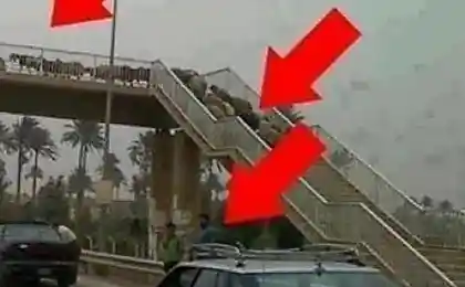 Иногда овцы бывают умнее людей ...))))