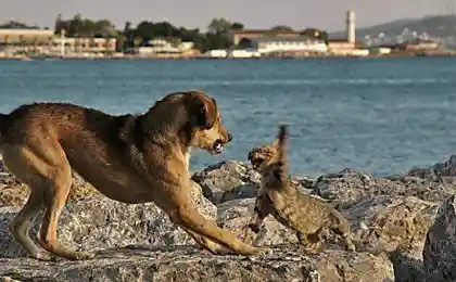 Кошки и собаки, позитивчик :)