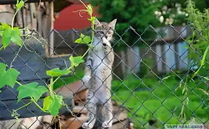 Дачный сторож