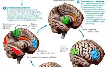 La neurociencia de la meditación
