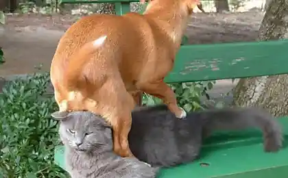 Неплохо устроился )))