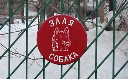 Осторожно! Смешная собака