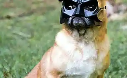 Дог Вейдер