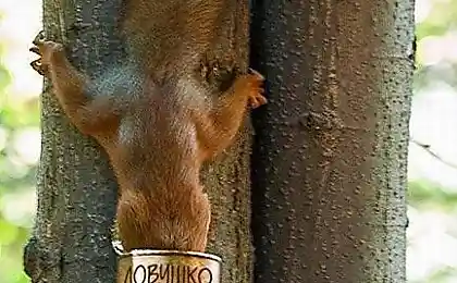 Ловушка для белочег )))