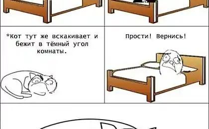 Обидчивый кот.