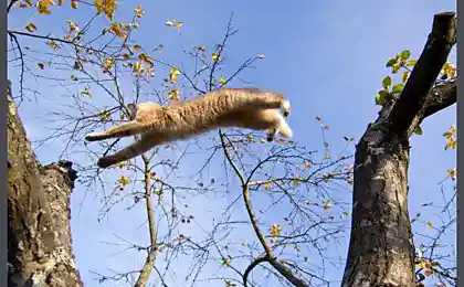 Полёт над гнездом...?