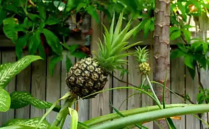 Piña: ¿qué son y cómo cultivar la casa de хохолка