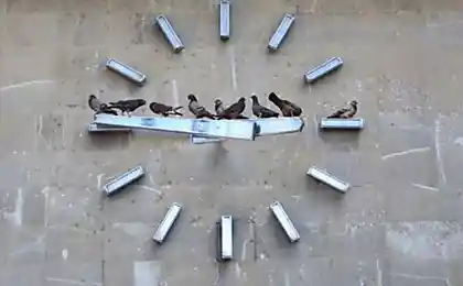 Голубиные часы