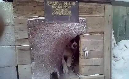 Заступник начальника.