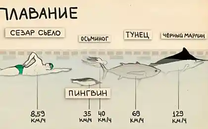 Спортсмены в сравнении с животными