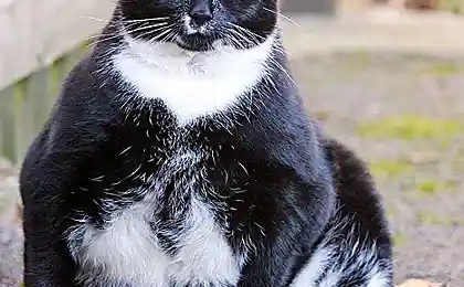 Кота посадили на диету (3 фото)
