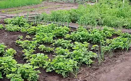 Что нужно сделать весной в обязательном порядке, чтобы в этом году не видеть слизней