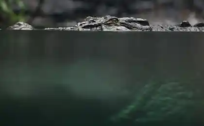 А на обед была курочка