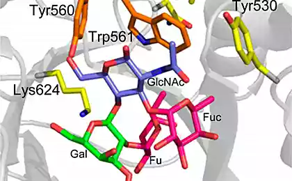 Учёные вывели энзим, превращающий группу любой крови в первую
