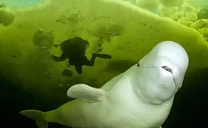 Белуга (4 фотографии)