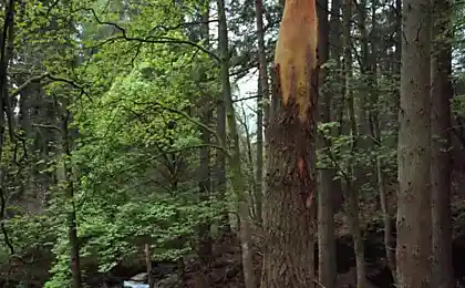 Видаляє все зайвим!