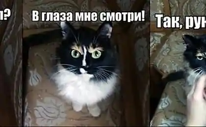 Допрос с пристрастием