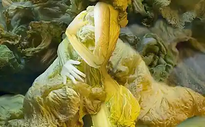 Женские портреты из китайской капусты