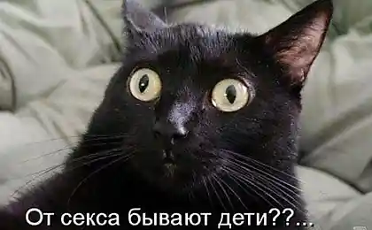 Юморной котопост