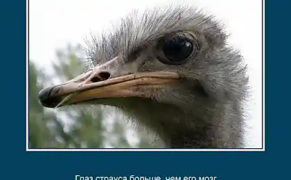 То, чего вы не знали о животных (25 фото)