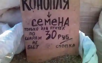 Конопля - только для птичек!