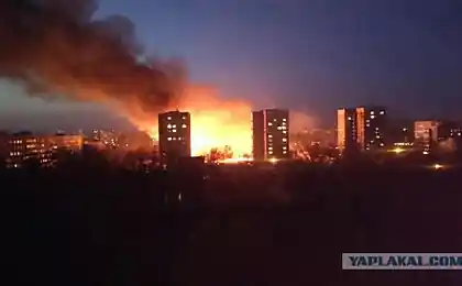 Кто из Донецка! Всего лишь камыш