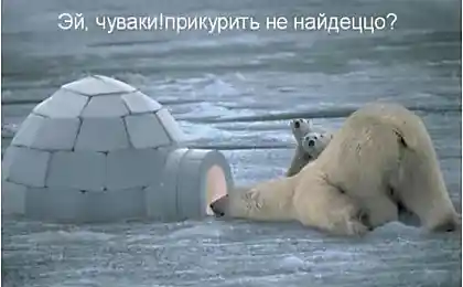 Ох уж эти животные!