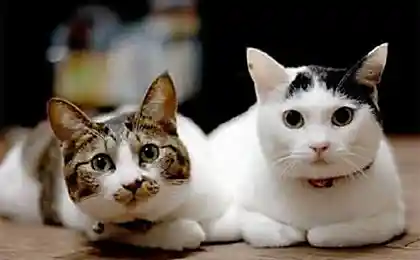 Позирующие коты