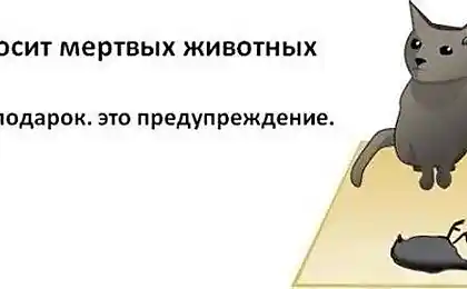Як ви знаєте, якщо ви плануєте вбити вас? (9 зображень)