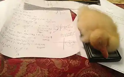 Тестер