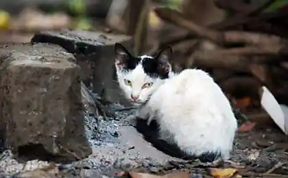 Война, коты и нежность
