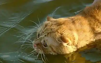 Котик испугался