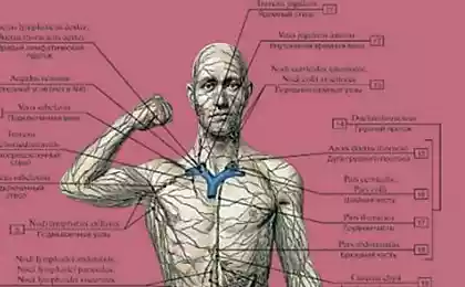 Мы совершенно ничего не знаем о нашей лимфатической системе! И наказаны за это болезнями.