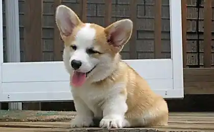 Мила Puppy (12 фото)