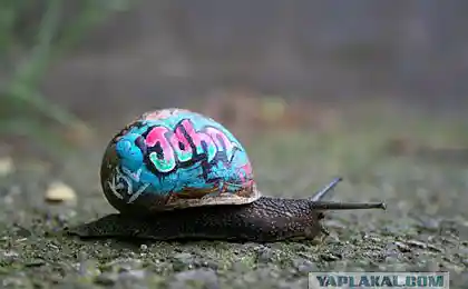 Граффити на улитке