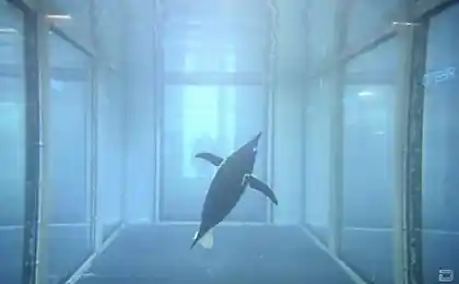 Bionic Robot, Aqua Penguin