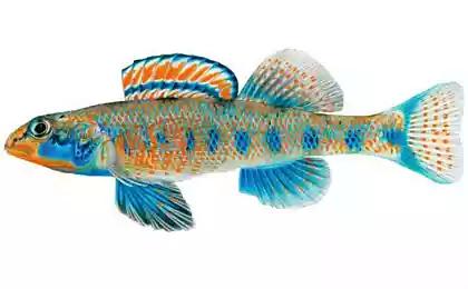 Etheostoma obama - вид рыбок в честь Обамы