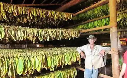 El cultivo de tabaco en el hogar