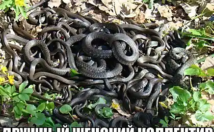 Дружный женский коллектив