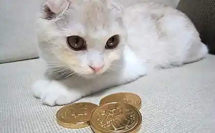 Ударим КОТОВТОРНИКОМ по УГ-постингу