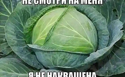 Капуста