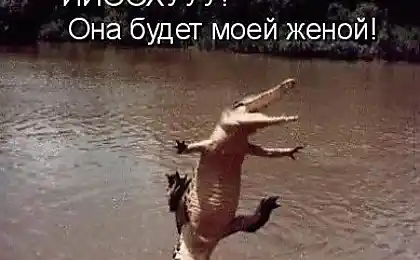 У нас є матриця кішка.