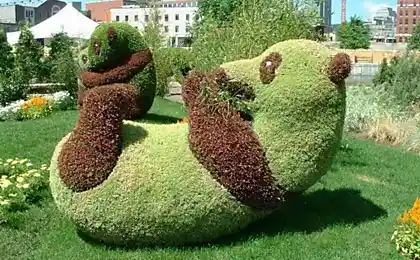 Бамбуковский мишей