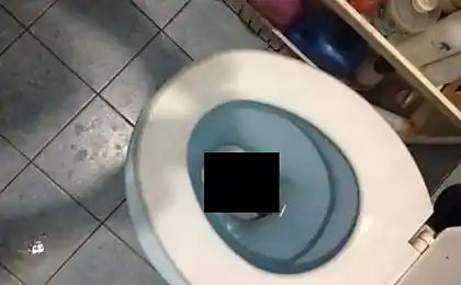 Сюрприз в унитазе